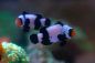 Preview: Amphiprion ocellaris black snowflake Premium (pair) - T.B.